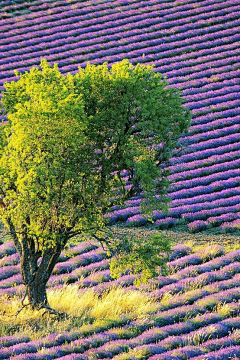 宇宇21334采集到夏天风景