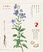 《本草绘-38种药用植物的色铅笔图绘》植物手绘素材图鉴 教程-淘宝网