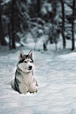 azuroworld:


Husky by Ivan Chebin | Azuro 

