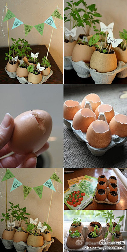 鸡蛋壳的艺术