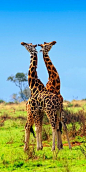 funnywildlife:



Giraffes in the Murchison Falls national park, Uganda