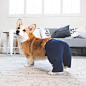 Geordi La Corgi (@lacorgi)的ins主页 · Tofo · Instagram网页版/好用的ins浏览器 (Lookins.me)