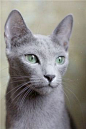 Russian Blue I want one. Since I'm Russian and all and love cats.