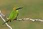 Green Bee Eater... by Muhammad Farooq on 500px