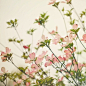 15张最新的鲜花摄影照片-组图-优米网