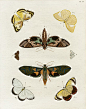 Pieter Cramer Butterflies 1775