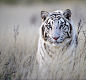 Tiger in White by Bridgena Barnard on 500px