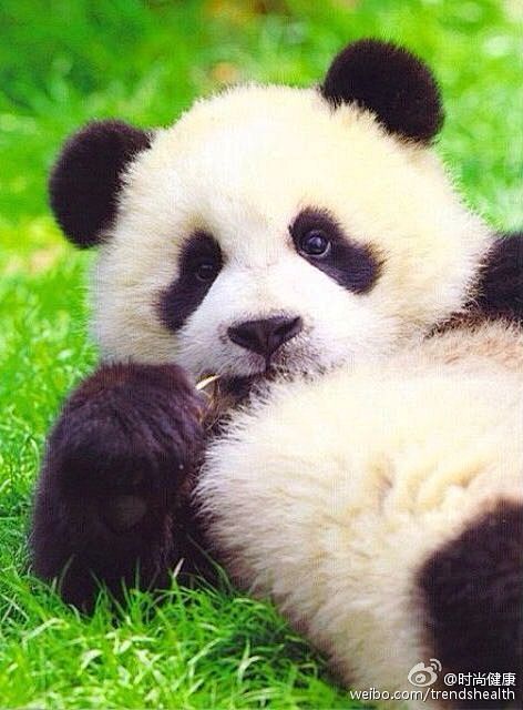 #晚安•健康# 晚安 让憨态可掬的熊猫宝...