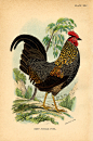 rooster vintage image graphicsfairy008sm