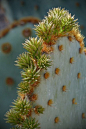 Prickly Pear....Botanical Gardens, Phx AZ