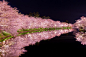日本弘前公园的夜樱，美哭了