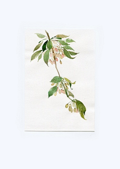 小鱼儿悠然采集到手绘画1（花卉）