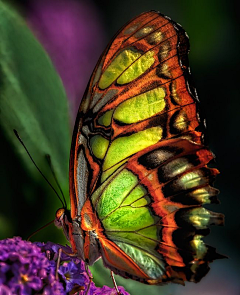 烟雨兰花采集到蝴蝶、昆虫