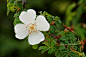 Rosa omeiensis Rolfe 峨眉蔷薇