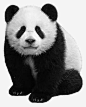 大熊猫高清素材 中国 中国风 动物 大熊猫 元素 免抠png 设计图片 免费下载