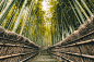 【美图分享】trashhand的作品《Bamboo Forest》 #500px# @500px社区