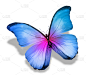 闪光蝶,白色,粉色,蝴蝶,蓝色,分离着色,美,水平画幅,2015年,夏天