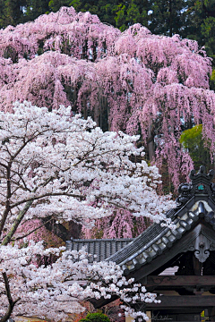 风晴雪雨采集到旅行