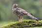 Goshawk... by Arno van Zon on 500px