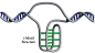 大多数人想到 DNA 都会联想到双螺旋。但新的研究提醒我们还有一种完全不同的 DNA 结构存在，可能对细胞相当重要。新的结构被称为 intercalated motif (i-motif)结构，澳大利亚加文医学研究所的研究人员确认这种结构自然存在于人类细胞中。i-motif 是一种四链 DNA 结。 ​