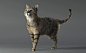 Cat, Gaeri Kim : This is fur RND project. I made cat's body model and fur. 
Texturing is support by yuna Kim.