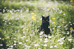 茶丸采集到黑猫