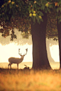 deep in the forest... by Mark Bridger