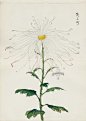 from Art of the Japanese Chrysanthemum