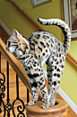 Top 5 Most Expensive Cats in the World