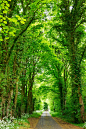 A narrow road lined with fresh green trees