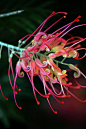 Red Grevillea 'Spider Flower': 