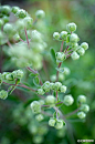 马郁兰
马郁兰（学名：Origanum majorana L.）是原产于旧大陆的有香味的多年生草本植物的名称。可以作为烹饪中的调味剂。野生马郁兰（Wild marjoram），或者叫做盆栽马郁兰（pot marjoram）可长至30到76厘米高。宽大的叶子为椭圆状，花簇多稀疏，呈粉紫色。这种植物常见于美国东部地区的野地里和路边，并可以制成牛至香料。