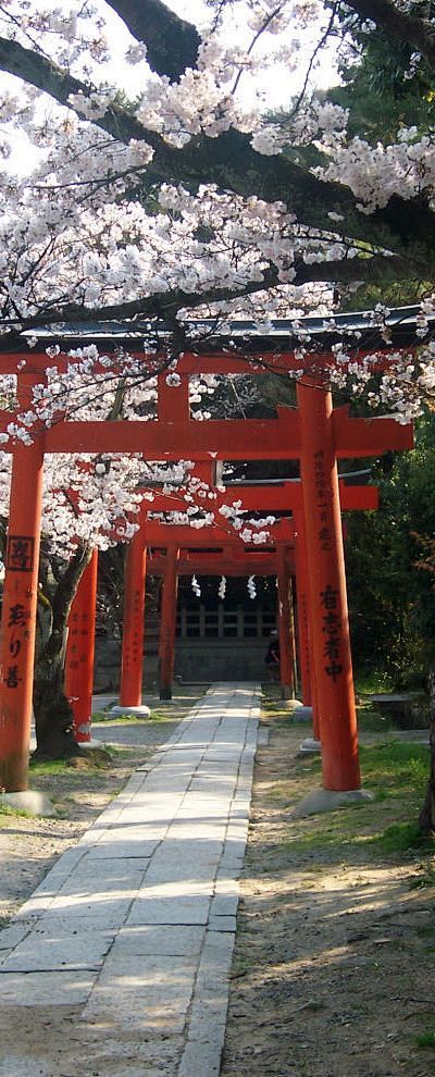 樱花，吉田神社鸟居