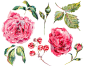底纹玫瑰水彩花卉花朵月季化妆品包装JPG图片设计格式素材 (8)