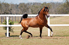 重庆渝中汪洋采集到horse