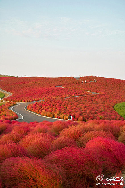 日本Kochia Hill，美得太像画！