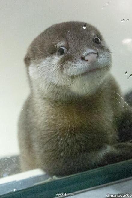 宮島水族館 超级萌的水獭 【日推：man...