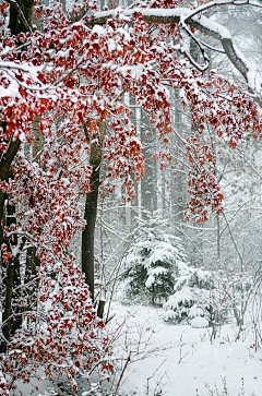 红笺采集到冰雪