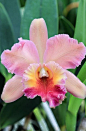 Blooms are quite large on Cattleya orchids and come in quite a few colors, most commonly pinks and purples.: 