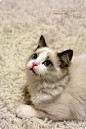大岛的相册-最美的猫咪 来自新西兰的muffie.