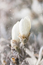 Snow flowers