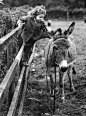 Donkey and me. 1944