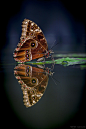reflection butterfly by Nᴏʀʙᴇʀᴛ Lɪᴇsᴢ on 500px