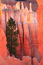 Bryce Canyon National Park, Utah.  Photo: Daskalakis Nikos via Flickr