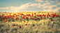 【美图分享】Daniel Lenhardt的作品《Field of Poppies》 #500px#