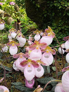 仙人1007采集到摄影-植物