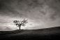 【美图分享】Andrew McCulloch的作品《Lone Tree》 #500px#