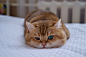 【Hosico Cat】（俄罗斯）