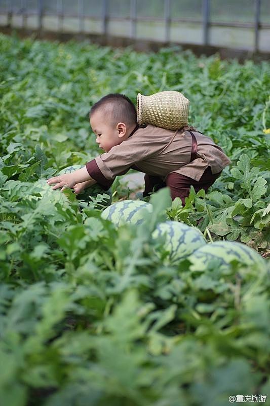 这个“瓜娃子”要火！2岁萌娃吆喝自家西瓜...