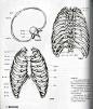 [转载]艺用人体解剖